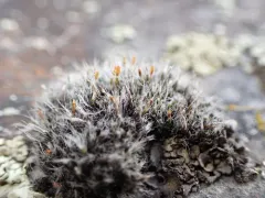 Steppe mouse-moss thumbnail 2