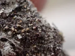 Aloina bifrons thumbnail 2