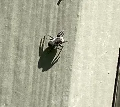 Minute Jumping Spider thumbnail 4