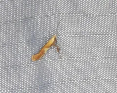Caloptilia packardella thumbnail 3