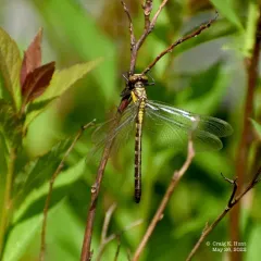 Southern Pygmy Clubtail thumbnail 4