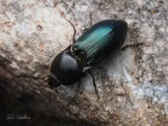 Sapphire-winged Click Beetle thumbnail 2