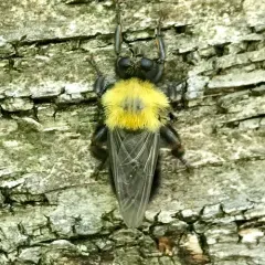 Eastern Yellow-backed Laphria thumbnail 2