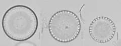 Stephanodiscus niagarae thumbnail 2