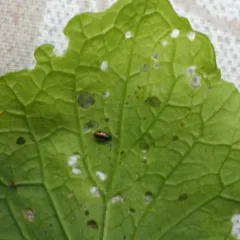 Phyllotreta ochripes thumbnail 4