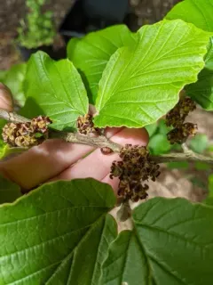 European Fruit Scale thumbnail 2