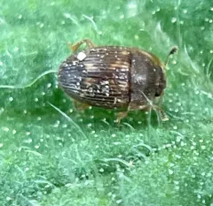 Strawberry Sap Beetle thumbnail 4