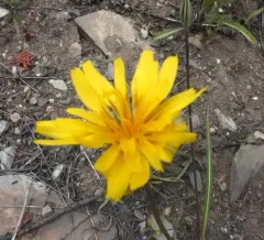nodding microseris thumbnail 2