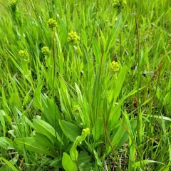 sweet marsh ragwort thumbnail 2