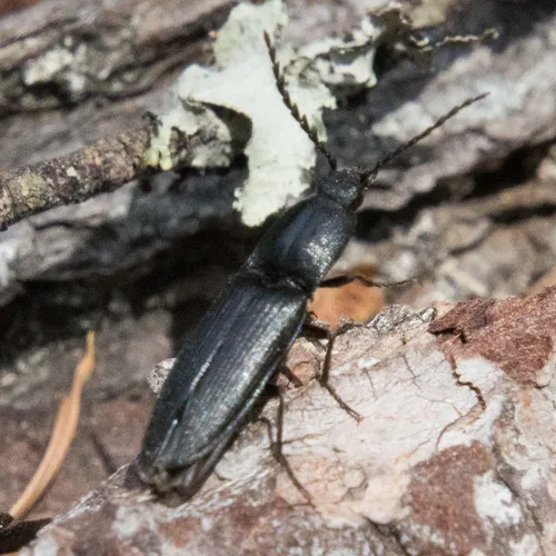 Neopristilophus maurus