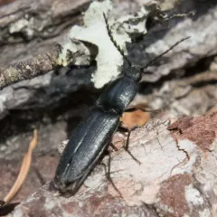 Neopristilophus maurus thumbnail 1