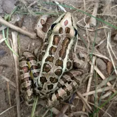 Pickerel Frog thumbnail 2