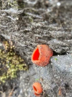 Pseudaleuria quinaultiana thumbnail 3