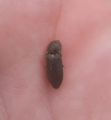 Hadromorphus inflatus