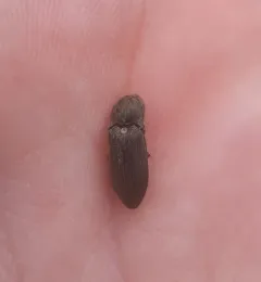 Hadromorphus inflatus thumbnail 1