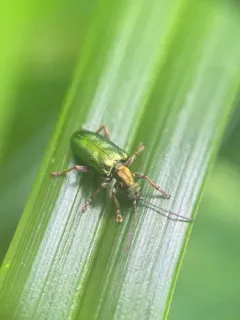 Flavous-footed reed beetle thumbnail 1