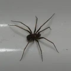 Pholcophora americana thumbnail 2