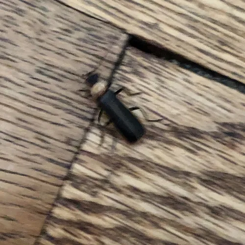 Yellow-necked Soldier Beetle