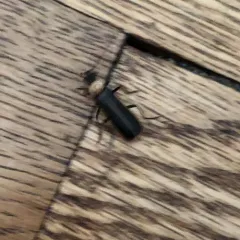 Yellow-necked Soldier Beetle thumbnail 1