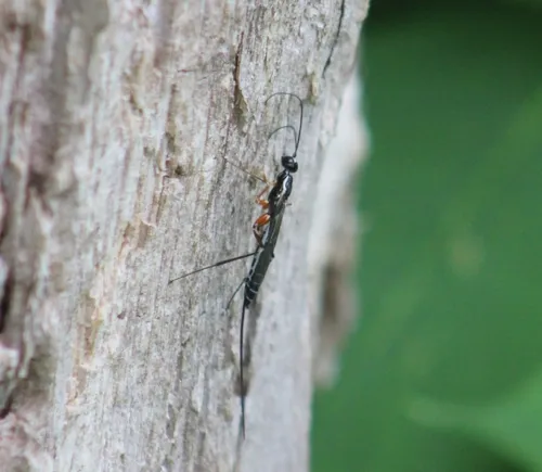 Podoschistus vittifrons