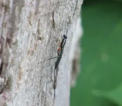 Podoschistus vittifrons thumbnail 1