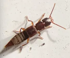 Achenomorphus corticinus thumbnail 3