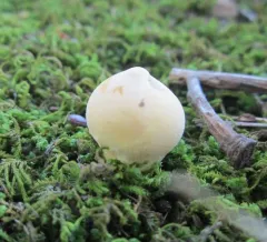 Lycoperdon flavotinctum thumbnail 4