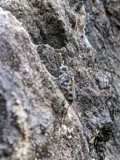Liancalus similis thumbnail 1