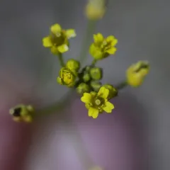 Wood Whitlow-grass thumbnail 3