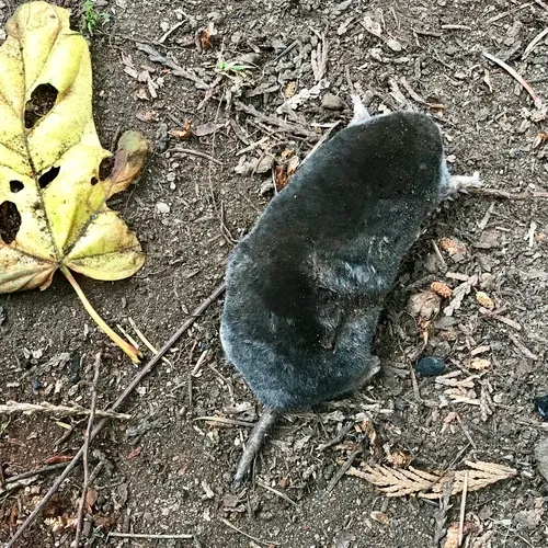 Coast Mole