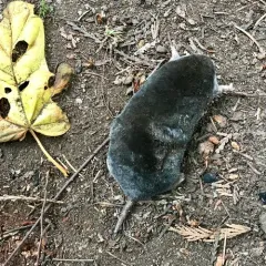 Coast Mole thumbnail 1