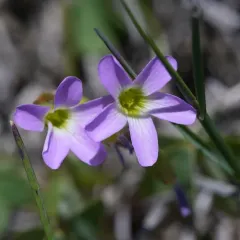 violet woodsorrel thumbnail 2