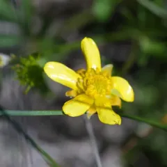 Early Buttercup thumbnail 3