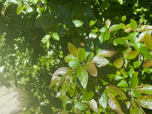 Peking cotoneaster