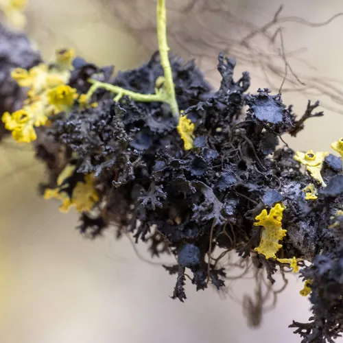Flattened thornbush lichen