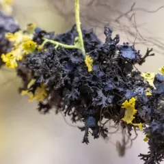Flattened thornbush lichen thumbnail 1