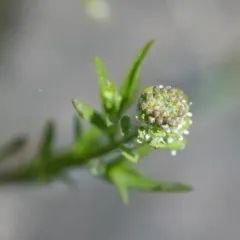 Common Peppergrass thumbnail 4