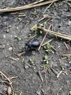 Calosoma wilkesii thumbnail 2