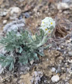 Snake River Cryptantha thumbnail 2