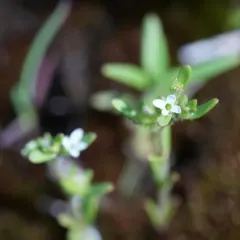 Purslane Speedwell thumbnail 4
