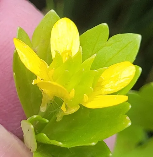 Rough-fruited buttercup