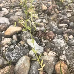 nodding chickweed thumbnail 2