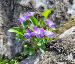 New England Violet thumbnail 3