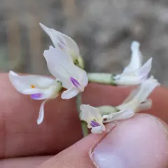 Idaho milkvetch thumbnail 2