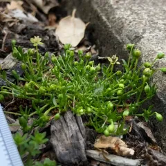 Annual Pearlwort thumbnail 2