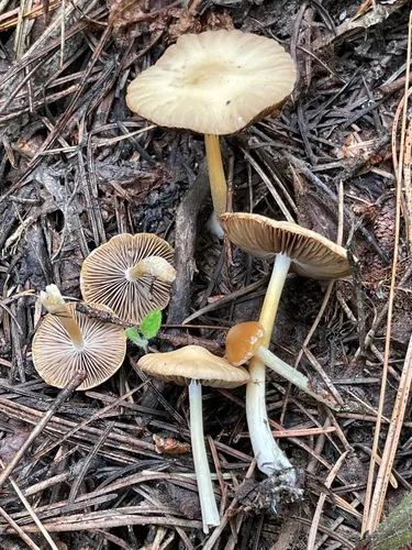 Psathyrella owyheensis