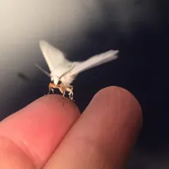 Fall Webworm Moth thumbnail 4