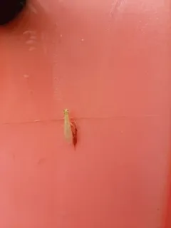 Ontario Sallfly thumbnail 2