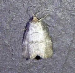 Dotted Graylet thumbnail 4