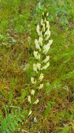 Palouse Milkvetch thumbnail 3
